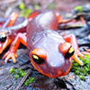 A photo of a salamander